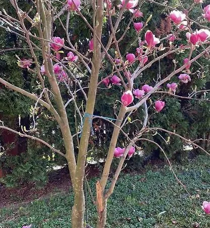 Διαμέρισμα Dani *